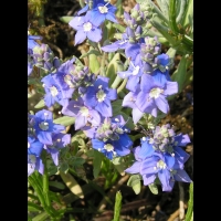 Veronique - Veronica polifolia (fam. Scrophulariacees) (Asie mineure) (3)
